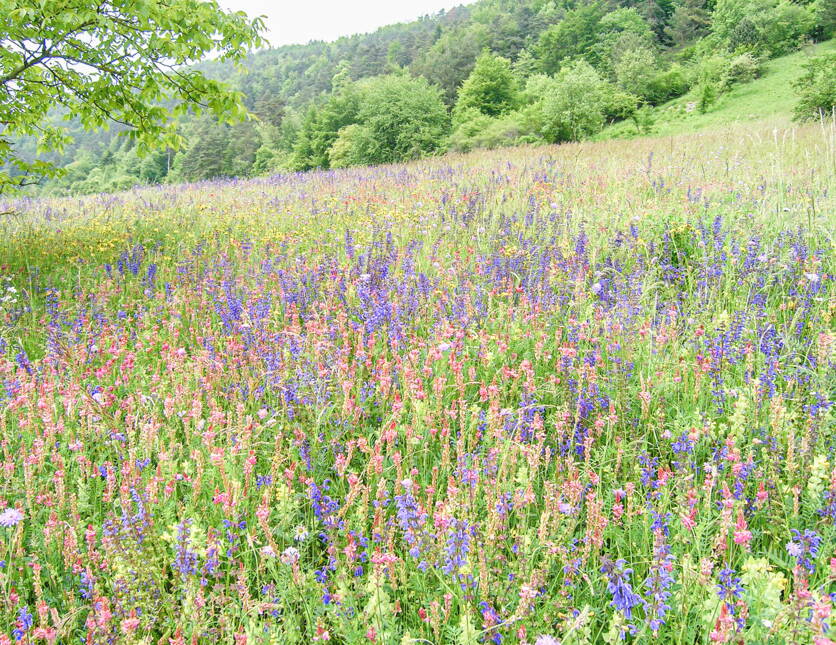 umwelt_biodiversitat_ressourcenprojekte_66384-25_tww-2.jpg umwelt_biodiversitat_ressourcenprojekte_66384-25_tww-2.jpg