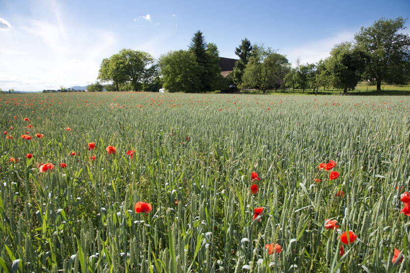 gabriela_brandle_agroscope_getreide.jpg