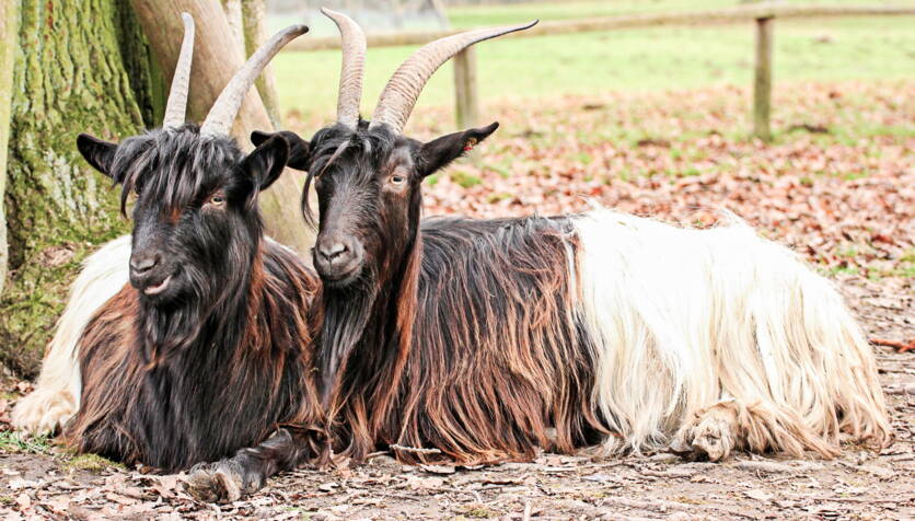 bild1_tierzucht_walliser_schwarzhalsziegen_fotolia-2.jpg
