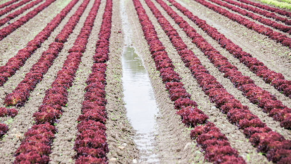 01_markt-gemuese-lid.jpg 01_markt-gemuese-lid.jpg