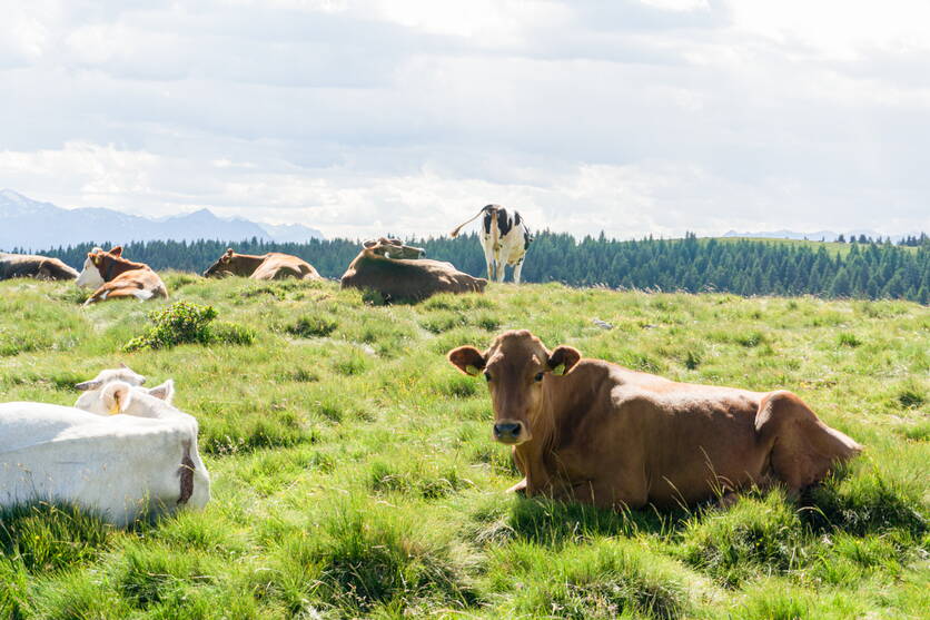 Zoom: foto_sommerung1.jpg